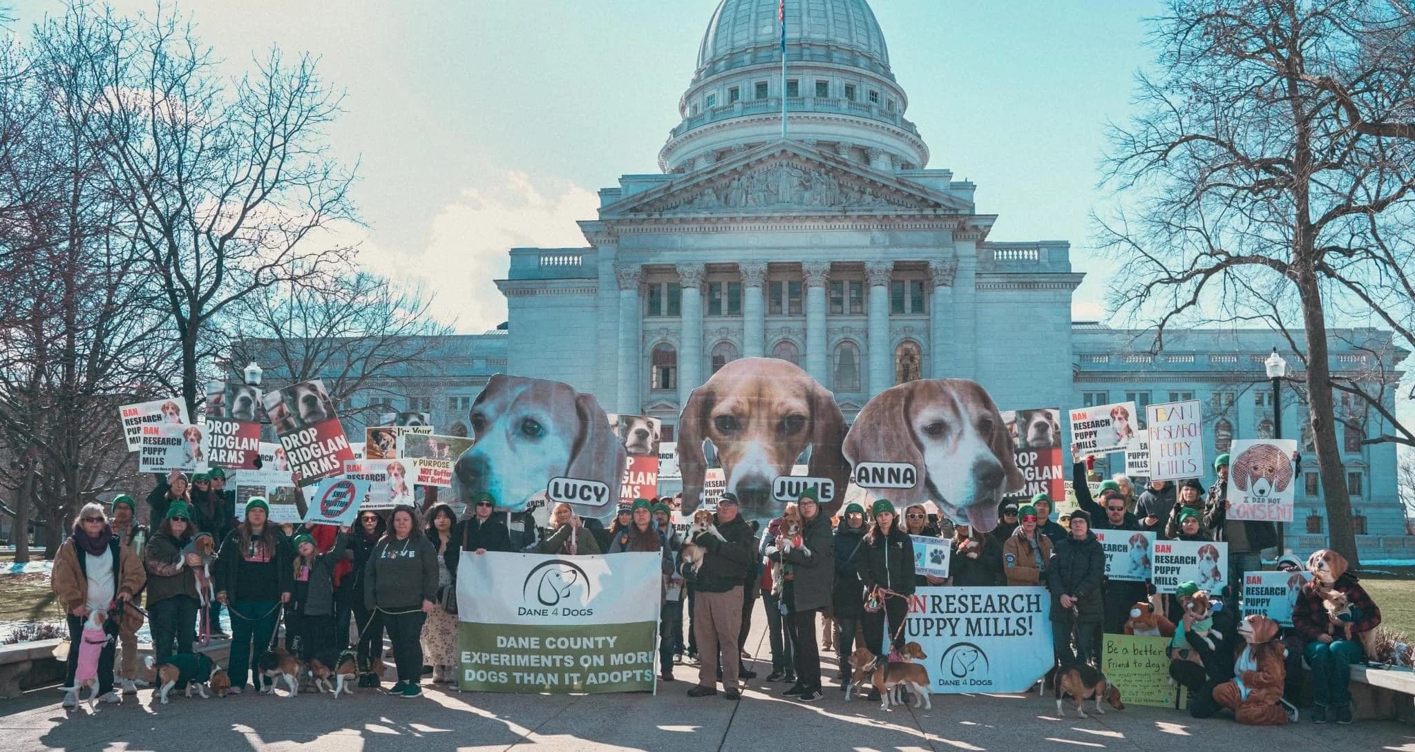 A beagle peering through wire cage bars at Ridglan Farms