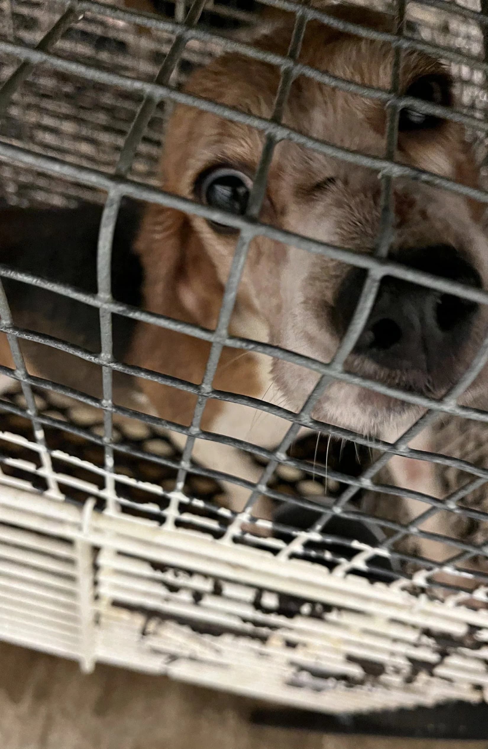 A beagle peering out from a stacked wire cage