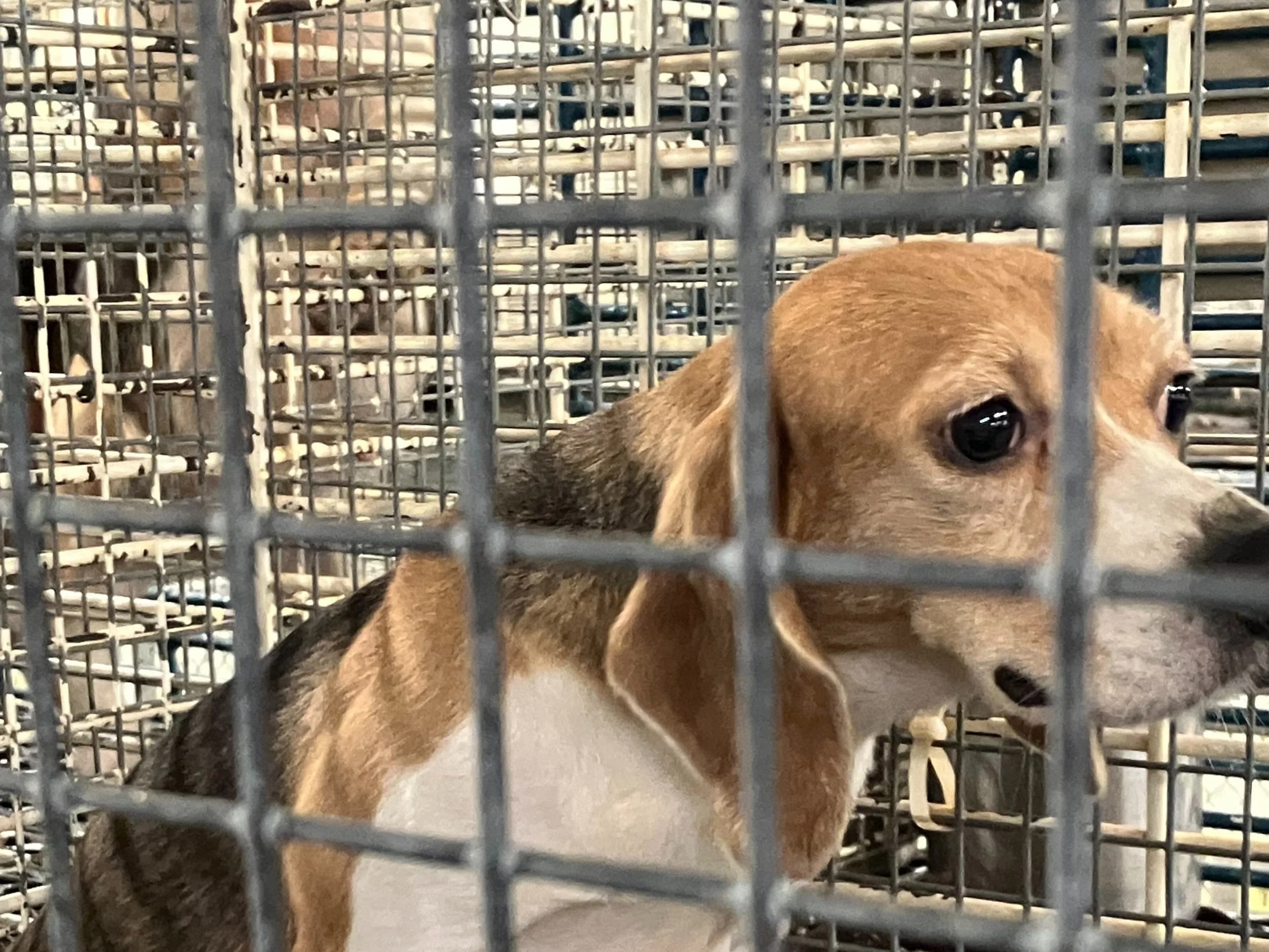 Supporters at the Wisconsin State Capitol holding signs and large beagle portraits