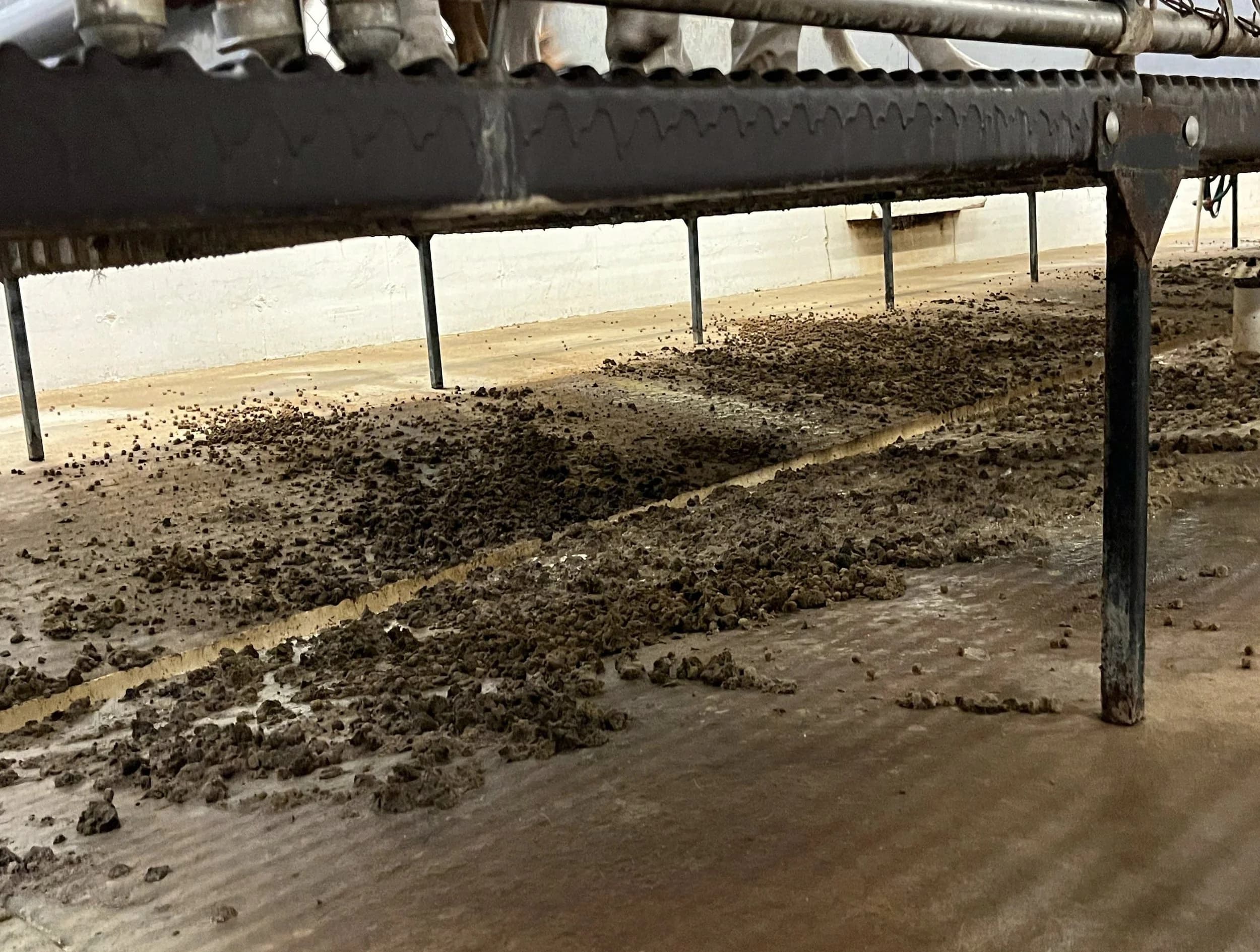 Accumulation of waste under stacked enclosures at Ridglan Farms