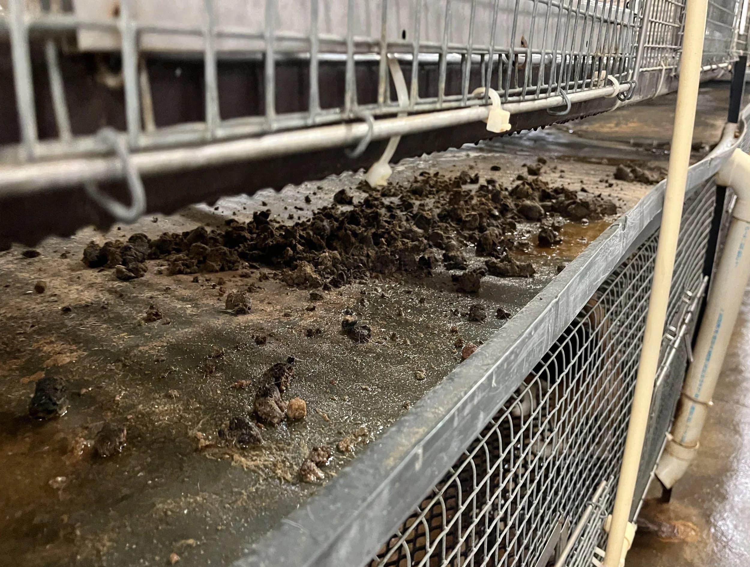 Cage interior at Ridglan Farms