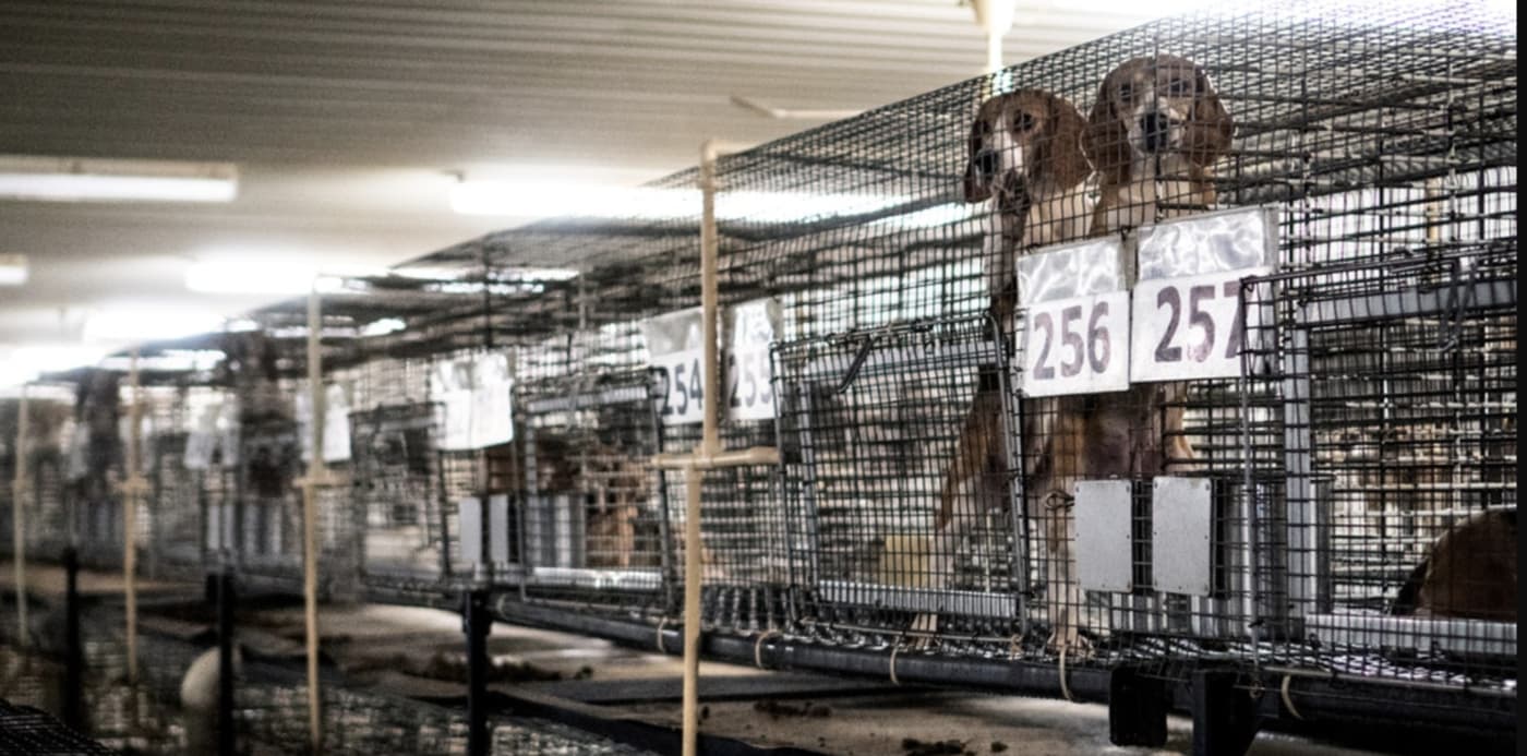 Stacked numbered cages at Ridglan Farms